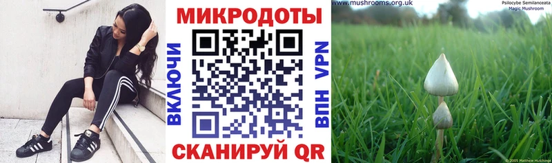 Псилоцибиновые грибы Psilocybine cubensis Барыш